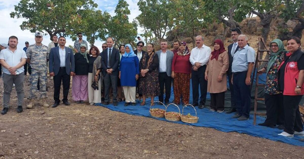 Çanakkale’de Geleneksel 3. Antep Fıstığı Hasat Şenliği düzenlendi